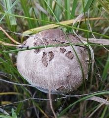 Macrolepiota procera