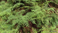 Gleichenia polypodioides