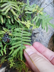Gleichenia polypodioides