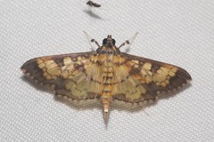 Diacme elealis