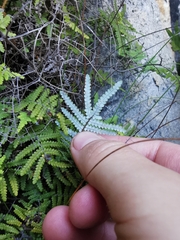 Gleichenia polypodioides