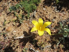 Romulea citrina