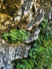 Gleichenia polypodioides