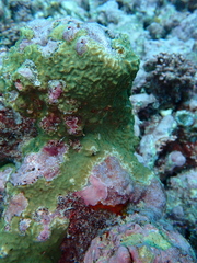 Psammocora nierstraszi