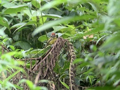 Poecilotriccus ruficeps