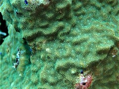 Psammocora nierstraszi