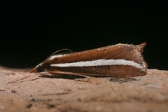 Carectocultus perstrialis