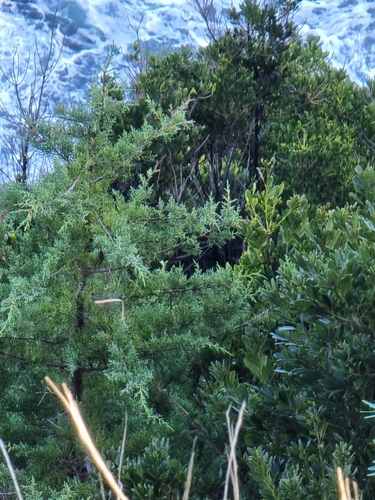 Image of Juniperus canariensis by (c) Vítor Jorge, some rights reserved (CC BY)