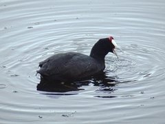 Fulica cristata