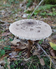 Macrolepiota procera