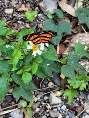 Eresia phillyra phillyra