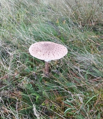 Macrolepiota procera