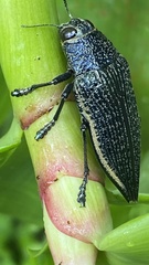 Chrysochroinae