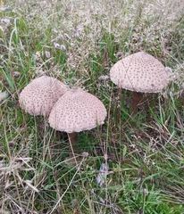 Macrolepiota procera