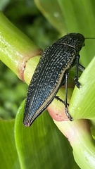 Chrysochroinae