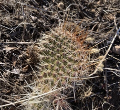 Opuntia polyacantha polyacantha