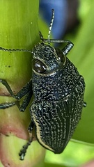 Chrysochroinae