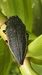 Chrysochroinae