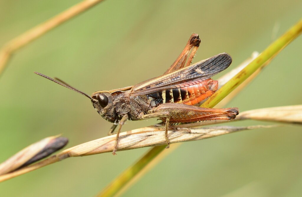 Woodland Grasshopper, photo 1 of 10