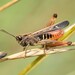 Woodland Grasshopper - Photo (c) Louis TON, some rights reserved (CC BY-NC), uploaded by Louis TON