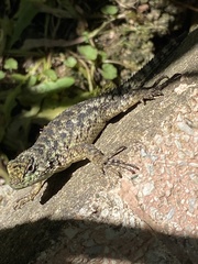 Sceloporus malachiticus