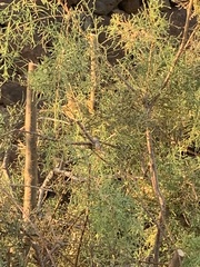 Phylloscopus canariensis