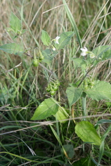 Solanum villosum
