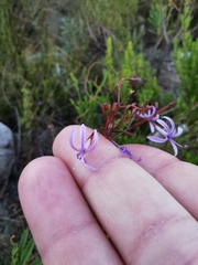 Prismatocarpus diffusus