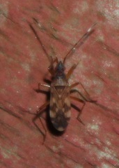 Ozophora picturata