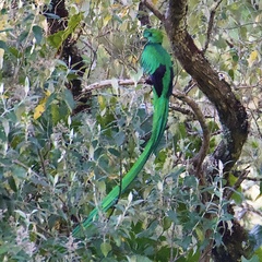 Pharomachrus mocinno