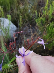 Prismatocarpus diffusus