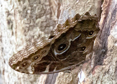 Morpho helenor