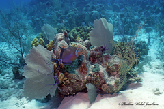 Balistes vetula