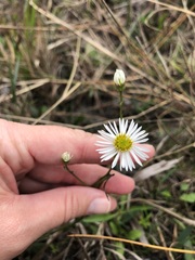 Erigeron vernus