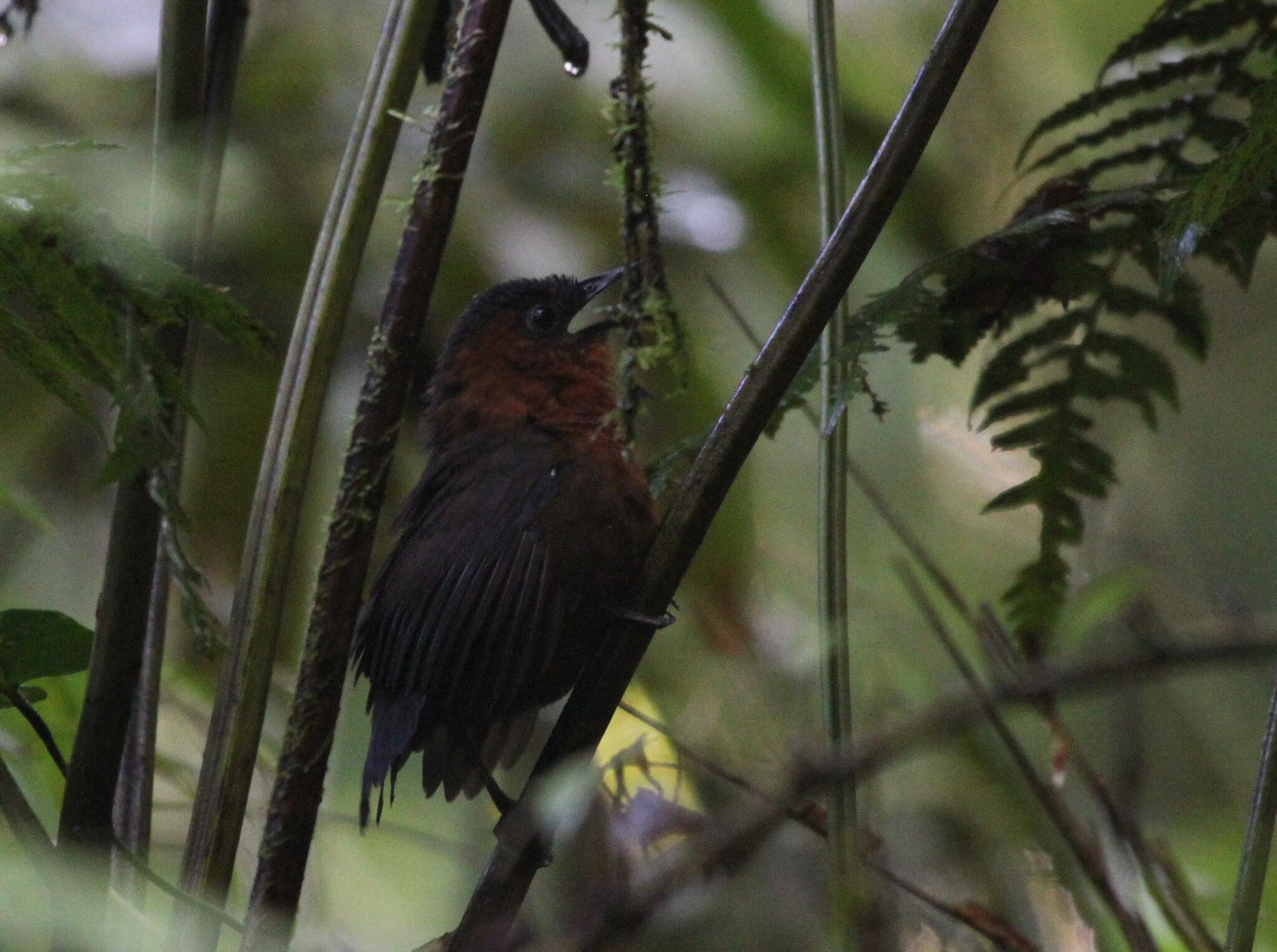 Northern Chestnut-breasted Wren (Cyphorhinus dichrous), photo 4