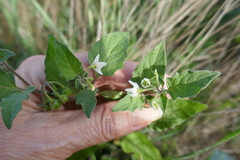 Solanum villosum