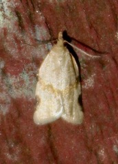 Clepsis virescana