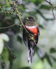 Trogon collaris