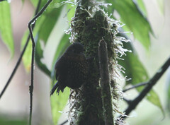 Premnoplex brunnescens