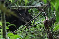 Tapirus pinchaque