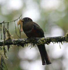 Trogon collaris
