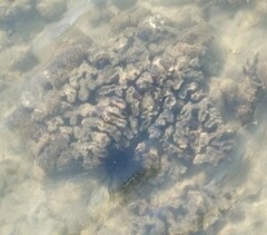 Fimbriaphyllia ancora