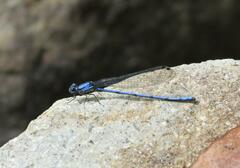Argia medullaris