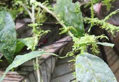 Hetaerina cruentata