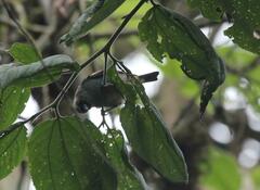 Tangara labradorides