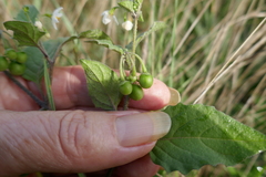 Solanum villosum