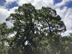 Afrocarpus falcatus