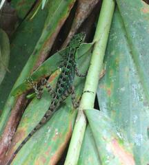 Anolis ventrimaculatus