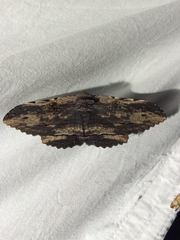 Anisoneura aluco