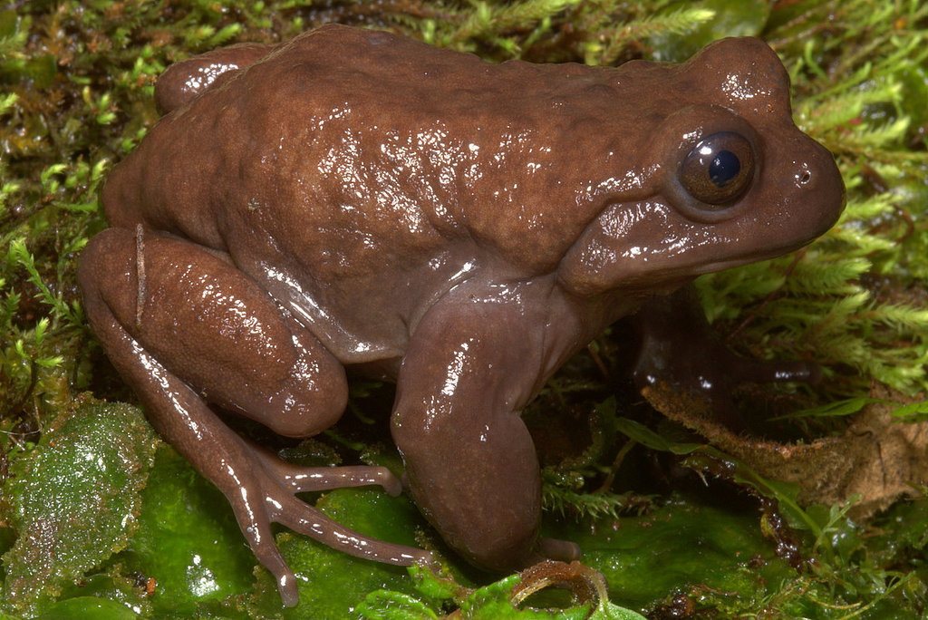 South American Water Frogs